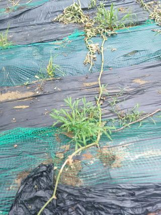 갈대님의 기타작물 · 병해충상담 작성글 사진