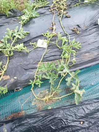 갈대님의 기타작물 · 병해충상담 작성글 사진