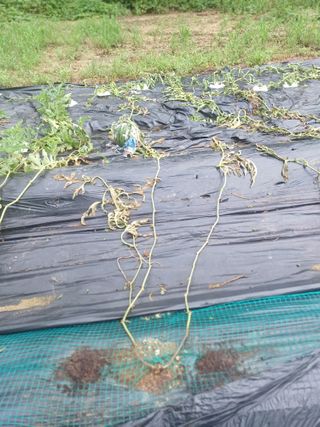 갈대님의 기타작물 · 병해충상담 작성글 사진