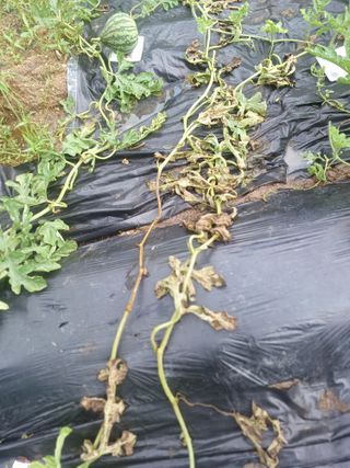 갈대님의 기타작물 · 병해충상담 작성글 사진