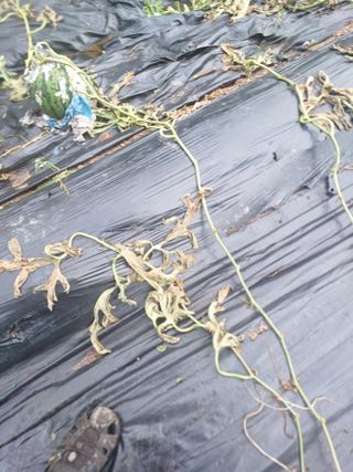 갈대님의 기타작물 · 병해충상담 작성글 사진