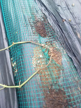 갈대님의 기타작물 · 병해충상담 작성글 사진