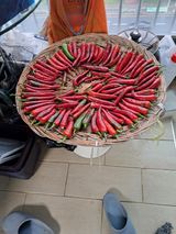 팜모닝 고추·영농일지 게시글 이미지