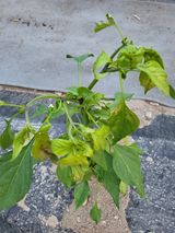 팜모닝 고추·병해충상담 게시글 이미지