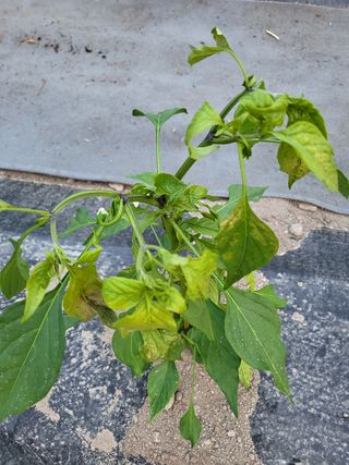 토룡님의 고추 · 병해충상담 작성글 사진