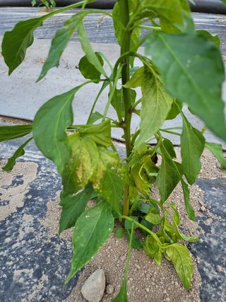 토룡님의 고추 · 병해충상담 작성글 사진