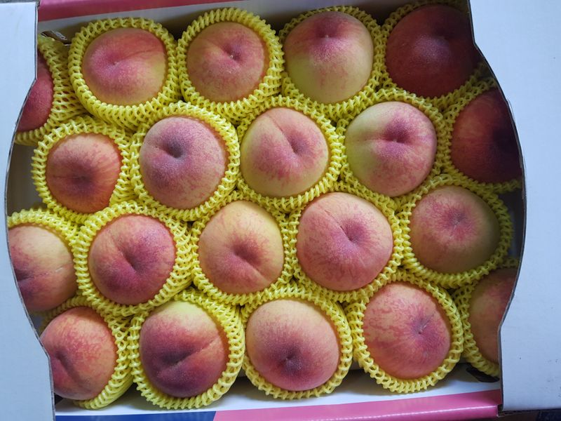 장터 상품 [복숭아 경봉  홍도 찌오마루 5키로] 썸네일