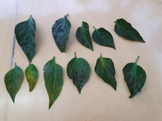 이오식님의 고추 · 일상 작성글 사진