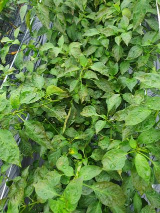 이오식님의 고추 · 일상 작성글 사진