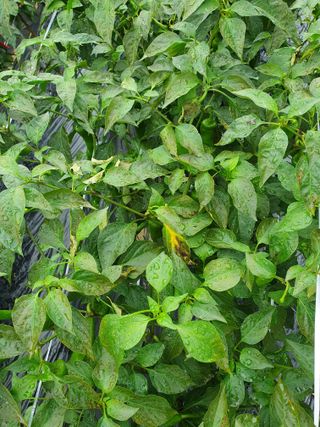 이오식님의 고추 · 일상 작성글 사진