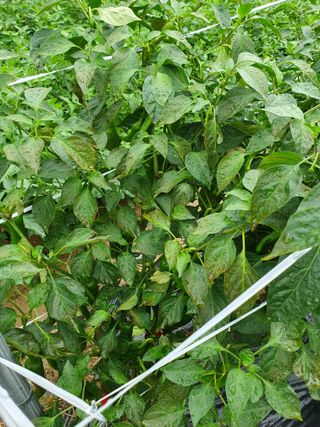 이오식님의 고추 · 일상 작성글 사진