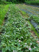 팜모닝 옥수수·자유게시판 게시글 이미지