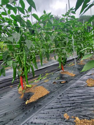 홍천 손춘목 님의 옥수수 · 자유게시판 작성글 사진