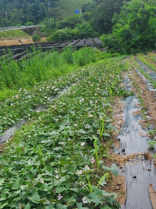 홍천 손춘목 님의 옥수수 · 자유게시판 작성글 사진