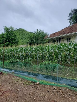 홍천 손춘목 님의 옥수수 · 자유게시판 작성글 사진