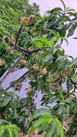 팜모닝 자유주제·자유게시판 게시글 이미지