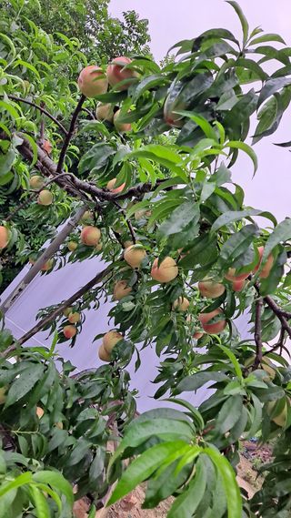 이종춘님의 자유주제 · 자유게시판 작성글 사진