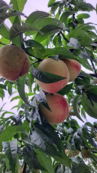 이종춘님의 자유주제 · 자유게시판 작성글 사진