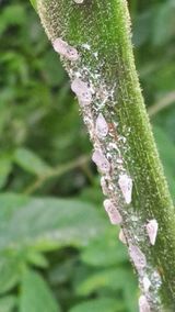 팜모닝 자유주제·자유게시판 게시글 이미지