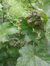 팜모닝 내 농사 경력 자랑하기·참여 게시글 이미지