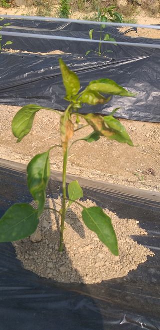 원수길님의 고추 · 병해충상담 작성글 사진