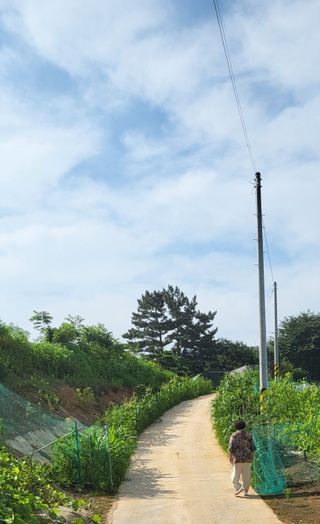 가장현명한man님의 옥수수 · 병해충상담 작성글 사진