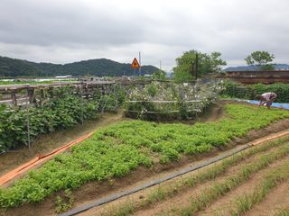 박명흠 님의 내 농사 경력 자랑하기 · 참여 작성글 사진