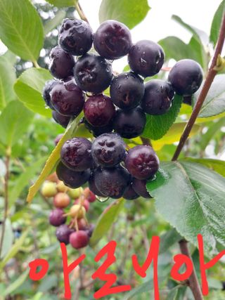 33okok님의 자유주제 · 자유게시판 작성글 사진