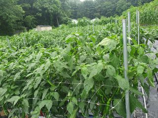 산곡동농장님의 내 농사 경력 자랑하기 · 참여 작성글 사진