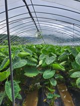 팜모닝 내 농사 경력 자랑하기·참여 게시글 이미지