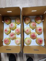 팜모닝 복숭아·자유게시판 게시글 이미지