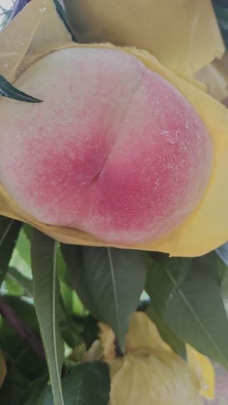 장영환 님의 복숭아 · 자유게시판 작성글 사진