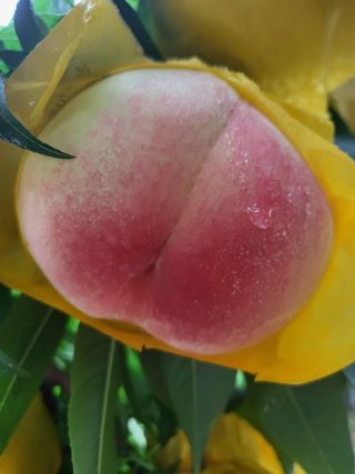 장영환 님의 복숭아 · 자유게시판 작성글 사진