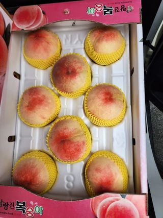 장영환 님의 복숭아 · 자유게시판 작성글 사진