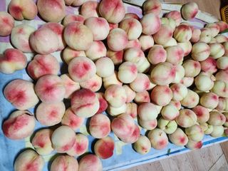 장영환 님의 복숭아 · 자유게시판 작성글 사진