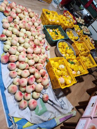 장영환 님의 복숭아 · 자유게시판 작성글 사진