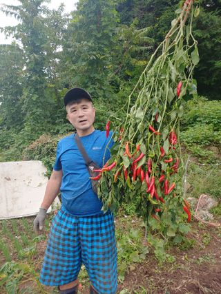 김영명님의 내 농사 경력 자랑하기 · 참여 작성글 사진