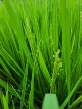 팜모닝 내 농사 경력 자랑하기·참여 게시글 이미지