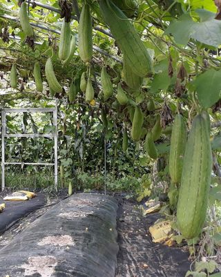 정상훈님의 호박 · 자유게시판 작성글 사진