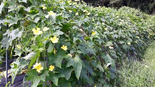 정상훈님의 호박 · 자유게시판 작성글 사진