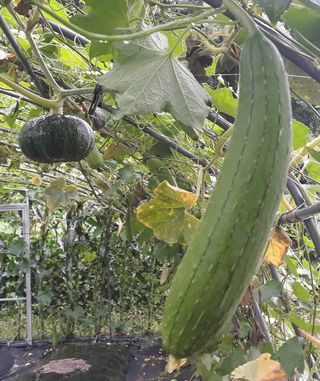 정상훈님의 호박 · 자유게시판 작성글 사진