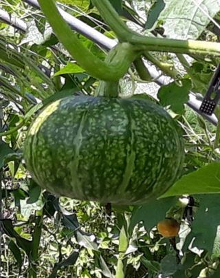 정상훈님의 호박 · 자유게시판 작성글 사진