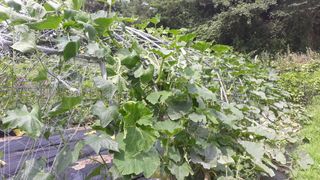 정상훈님의 호박 · 자유게시판 작성글 사진