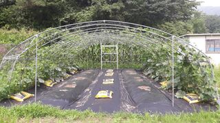 정상훈님의 호박 · 자유게시판 작성글 사진