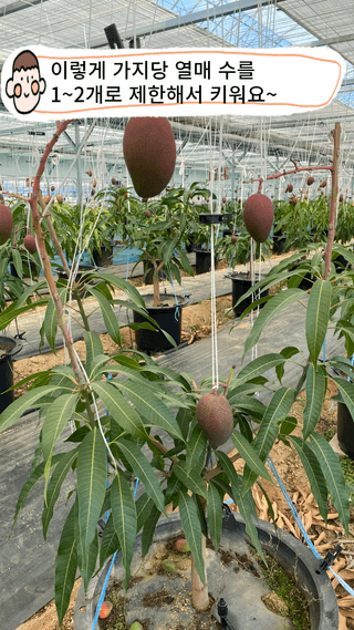 타니마켓(조수찬)님의 기타작물 · 자유게시판 작성글 사진