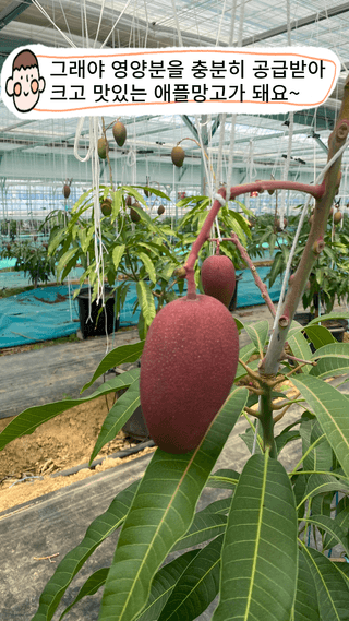 타니마켓(조수찬)님의 기타작물 · 자유게시판 작성글 사진