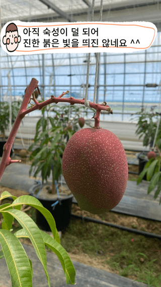 타니마켓(조수찬)님의 기타작물 · 자유게시판 작성글 사진