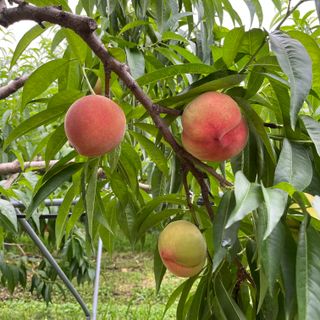 김은경님의 내 농사 경력 자랑하기 · 참여 작성글 사진