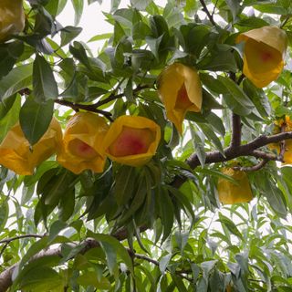 김은경님의 내 농사 경력 자랑하기 · 참여 작성글 사진