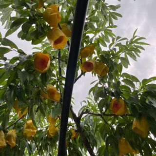 김은경님의 내 농사 경력 자랑하기 · 참여 작성글 사진